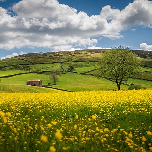 A summer photo of a buttercup meadow field at Keld in the Yorkshire Dales.