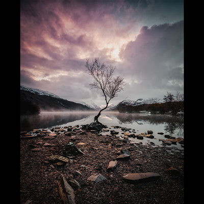Stormy weather at the Lonely Tree at Llyn Padarn Llanberis North Wales near the Eryri / Snowdonia National Park.
