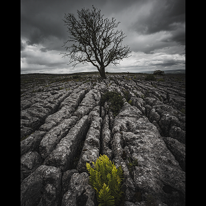 The Lonely Tree on the sandstone slabs at Malham in the Yorkshire Dales.
