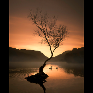 A beautiful sunrise of the Lonely Tree at Llyn Padarn Llanberis North Wales near the Eryri / Snowdonia National Park.